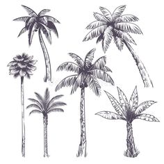 four palm trees on a white background royalty illustration stock images and clippings for use in