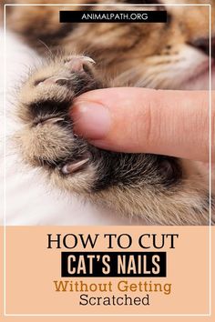 a person petting a cat's nails with the caption how to cut cats nails without getting scratched