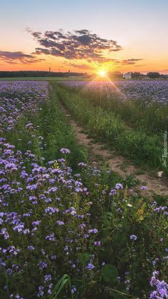 the sun is setting over a field full of purple flowers