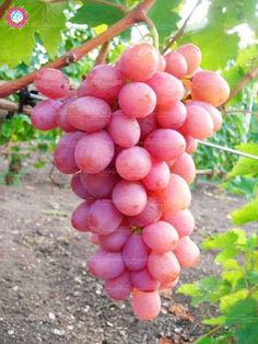 a bunch of grapes hanging from a vine