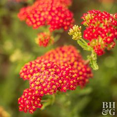 small red flowers with yellow centers in the foreground and green foliage in the background