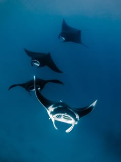 two manta rays swimming in the ocean