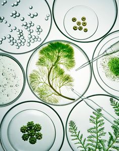 several plates with plants and water on them