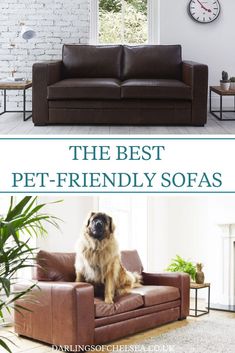 the best pet - friendly sofas for dogs and cats in their home or office