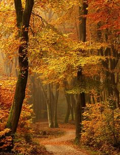 a path in the woods surrounded by trees with yellow leaves on it and foggy sky