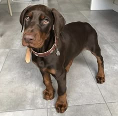 a brown and black dog standing on top of a tile floor