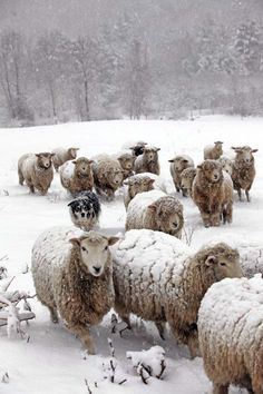 a herd of sheep walking across a snow covered field