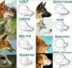 several different types of dogs with their names