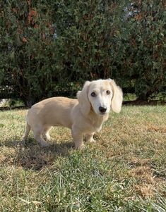 a small dog standing in the grass near some trees