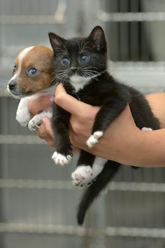 a person holding two small kittens in their hands, one is black and the other is white