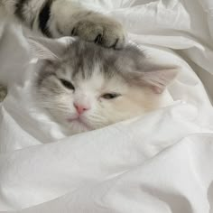 a gray and white cat laying on top of a bed covered in white sheeting