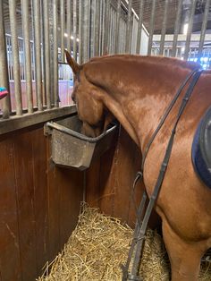 a brown horse eating out of a bucket