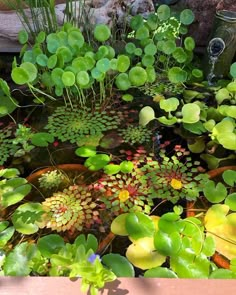 many different plants are growing in the water and on the ground next to each other