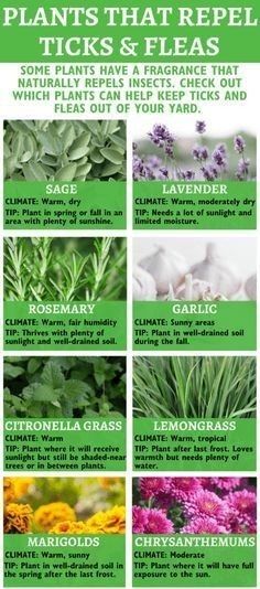 plants that repel ticks and fleas info sheet for the planter's guide