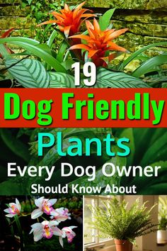 the cover of 19 dog friendly plants every dog owner should know about