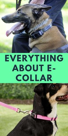 two dogs sitting on top of each other with the words everything about e - collar