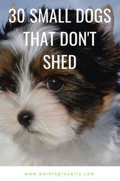 a small dog with the words, 30 small dogs that don't shed