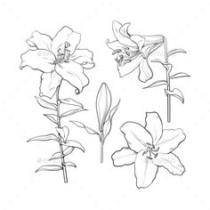 three flowers on a white background - flowers & plants single line art print templates