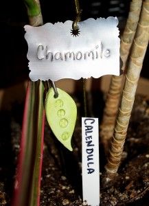 a close up of a plant with a tag on it