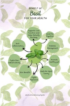 the benefits of basil for your health info graphic on watercolor paper with green leaves