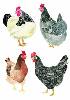 four different colored chickens standing next to each other on a white background with black spots