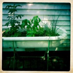 an old bathtub with plants growing in it