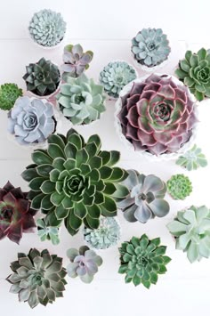 various types of succulents arranged on a white background