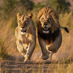 two lions running down a dirt road in the wild