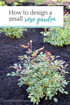 a small garden with black mulch and green plants in the background, text overlay reads how to design a small rose garden