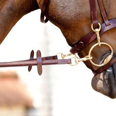 a close up of a horse's head and bridle