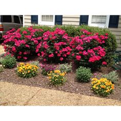 some pink and yellow flowers in front of a house