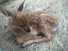 a small deer laying on top of dry grass