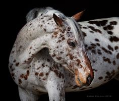 a white and brown spotted horse standing in front of a black background