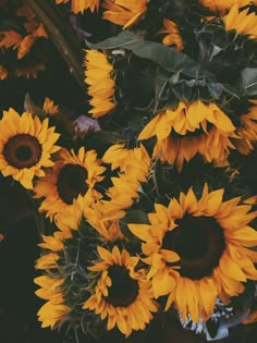 a bunch of sunflowers with the words you touch, you die