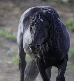 a black horse standing on top of a lush green field