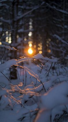 the sun is shining through the trees in the snow