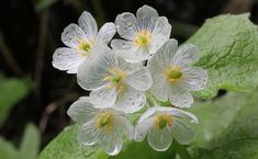 three white flowers with yellow centers surrounded by green leaves and water droplets on the petals