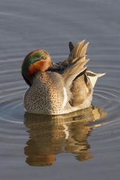 two ducks are swimming in the water together