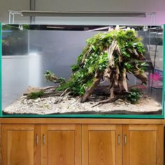 an aquarium filled with plants and rocks on top of a wooden cabinet