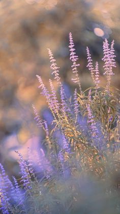 some purple flowers are growing in the grass