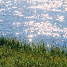 a bird standing on top of a lush green field next to the water's edge