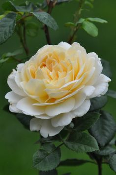 a white and yellow flower with green leaves