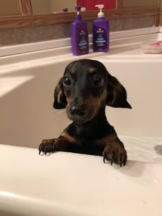 a small black and brown dog sitting in a bathtub next to a sink with soap on it