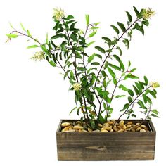 a plant in a wooden box filled with rocks