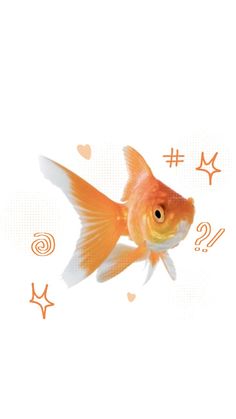 a goldfish with question marks on it's side