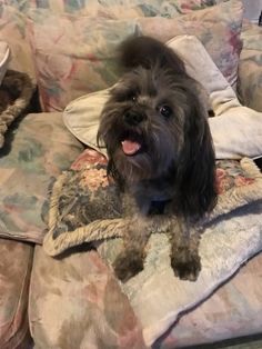 a black dog sitting on top of a couch covered in pillows and blankets with his tongue out