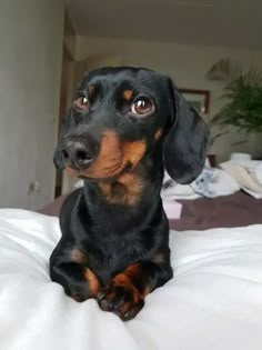 a black and brown dog laying on top of a bed