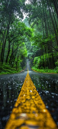 an empty road surrounded by trees in the middle of the forest with raindrops on it