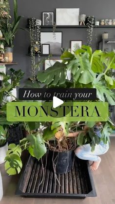 there is a sign that says how to grow your monstera