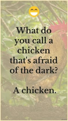 a chicken with the words what do you call a chicken that's afraid of the dark